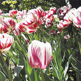 Tulip Double, Late flowering 'Carnaval de Nice'
